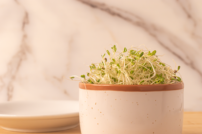 Handy Pantry - Alfalfa Sprouting Seeds 4oz